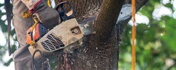 Best Tree Cabling and Bracing  in Stuart, IA