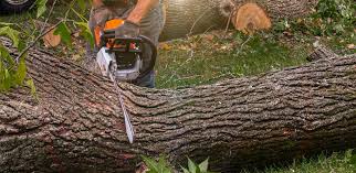 Trusted Stuart, IA Tree Removal Services Experts