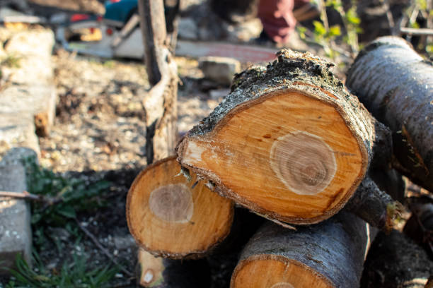 Best Tree Trimming and Pruning  in Stuart, IA