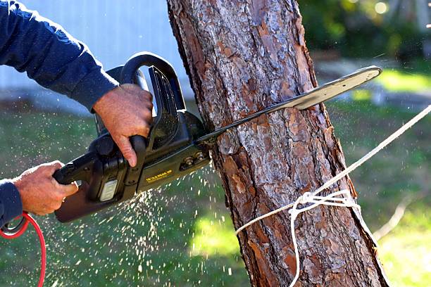 Best Tree Risk Assessment  in Stuart, IA