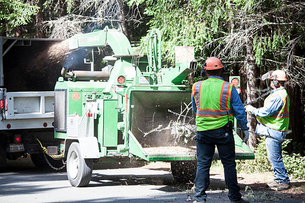 How Our Tree Care Process Works  in  Stuart, IA