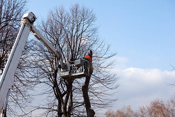 Best Tree Health Inspection  in Stuart, IA