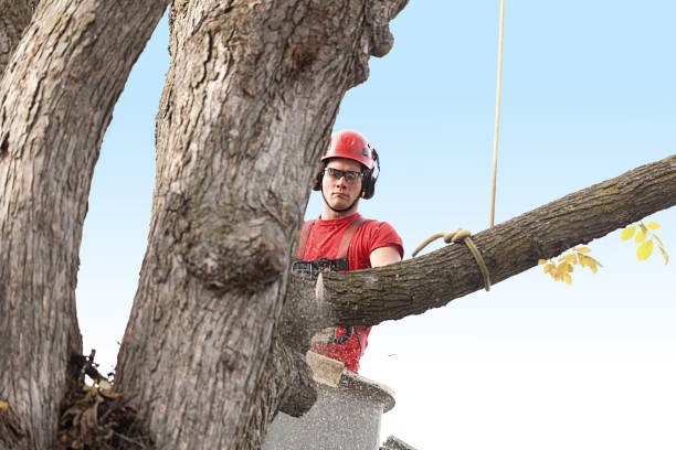 Best Tree Maintenance Programs  in Stuart, IA